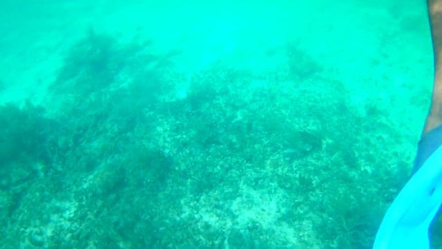Snorkeling the Mesoamerican Reef. Playa Maroma Mexico. Part 1 смотреть онлайн