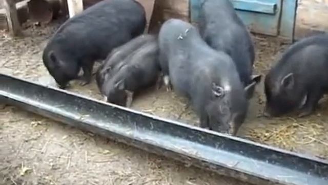 Вьетнамские поросята. Нормы кормления. смотреть онлайн
