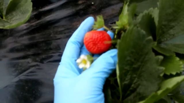 Сорт земляники #Фурор оставляем в коллекции! г. Омск Ферма "Омская Ягода". смотреть онлайн