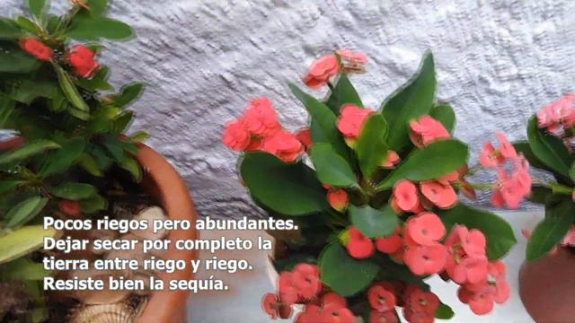 Corona de Cristo (Euphorbia milii) - Cuidados смотреть онлайн