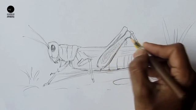 How To Draw A Grasshopper: Pencil Sketch Grasshopper Drawing смотреть онлайн