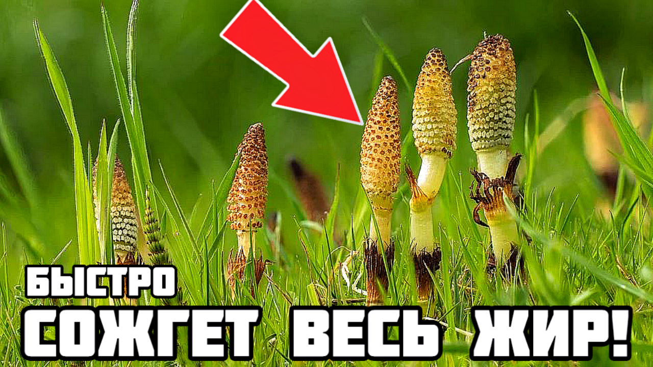 От этих трав худеют просто так и без диет! Травы которые помогут вам в борьбе с лишним весом. смотреть онлайн