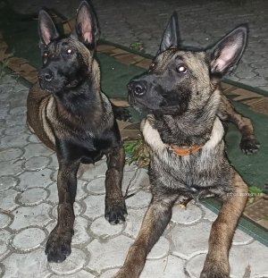 Бельгийская овчарка (Малинуа)