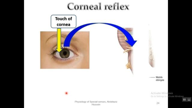 Physiology of Refractive Apparatus of the Eye смотреть онлайн