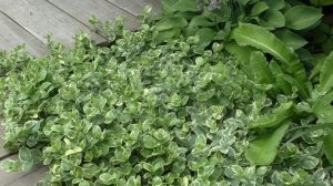 Почвопокровные растения в моем саду Июль 2019