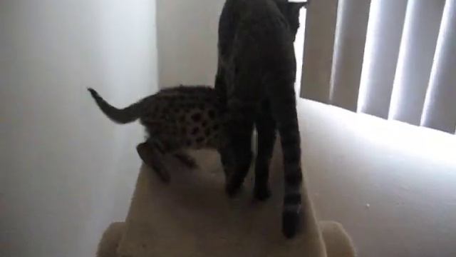 F1 Savannah Kitty Suckling смотреть онлайн