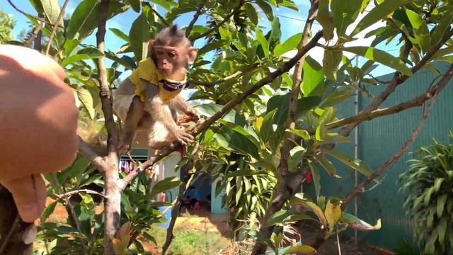 small family and dad taking monkey BiBi to climb a tree смотреть онлайн