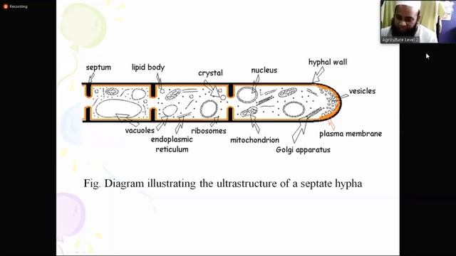 Somatic Structure of Fungi смотреть онлайн