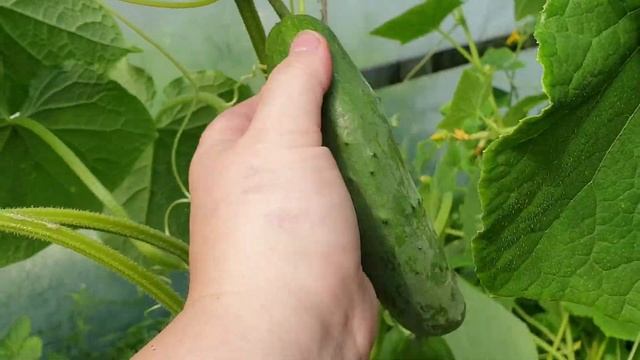 Поросятам 7 месяцев, как живут мои свиньи. Гусям 2 месяца, моё хозяйство смотреть онлайн