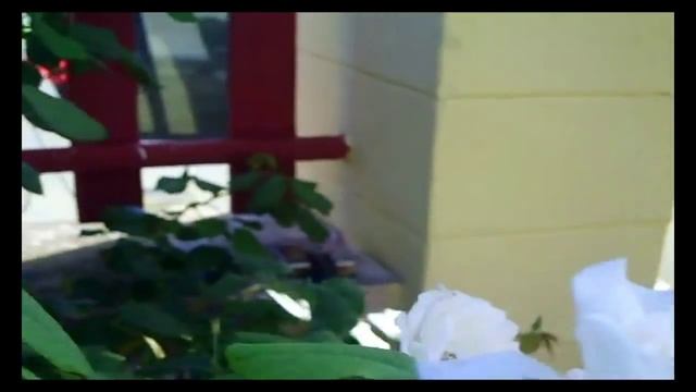 Margaret Merril- Harkness England, Florabunda Rose,Grown in Salento смотреть онлайн