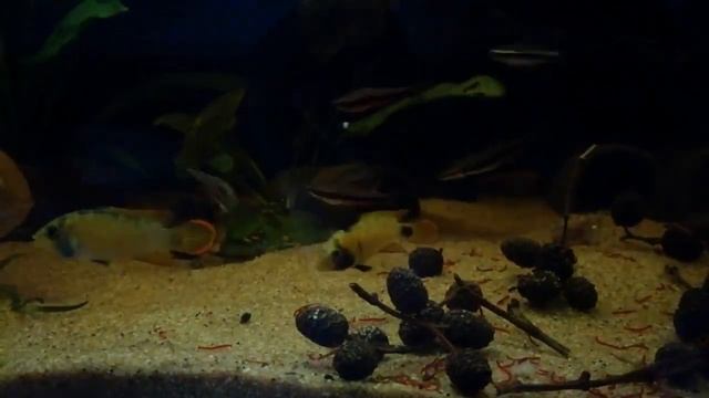 Apistogramma Panduro смотреть онлайн