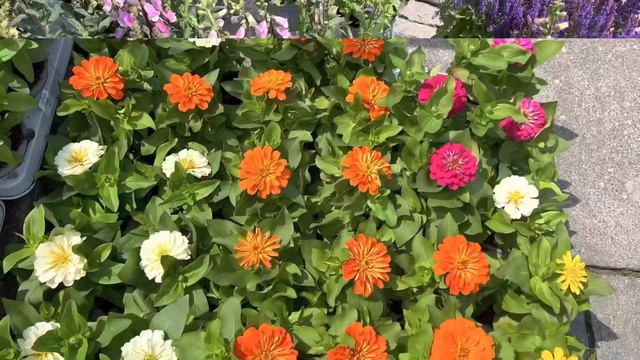 Almanyada Çiçek pazarı #suculentas #cactus #vlog смотреть онлайн