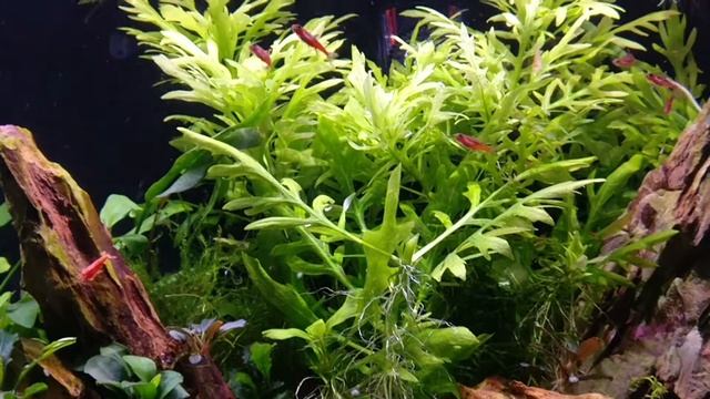 Chilli Rasbora (Boraras Brigittae) after trim смотреть онлайн