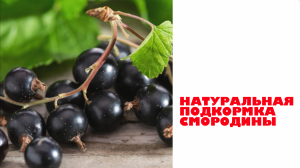 Натуральная ПОДКОРМКА для СМОРОДИНЫ и не только