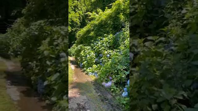 Абхазия, Акармара, парк гортензий смотреть онлайн