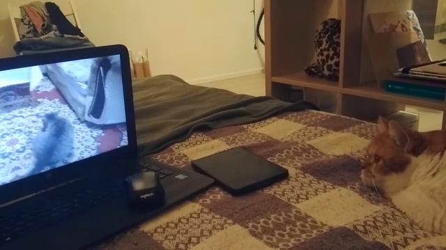 Контент для кота / котик смотрит Питбули Dragon live смотреть онлайн