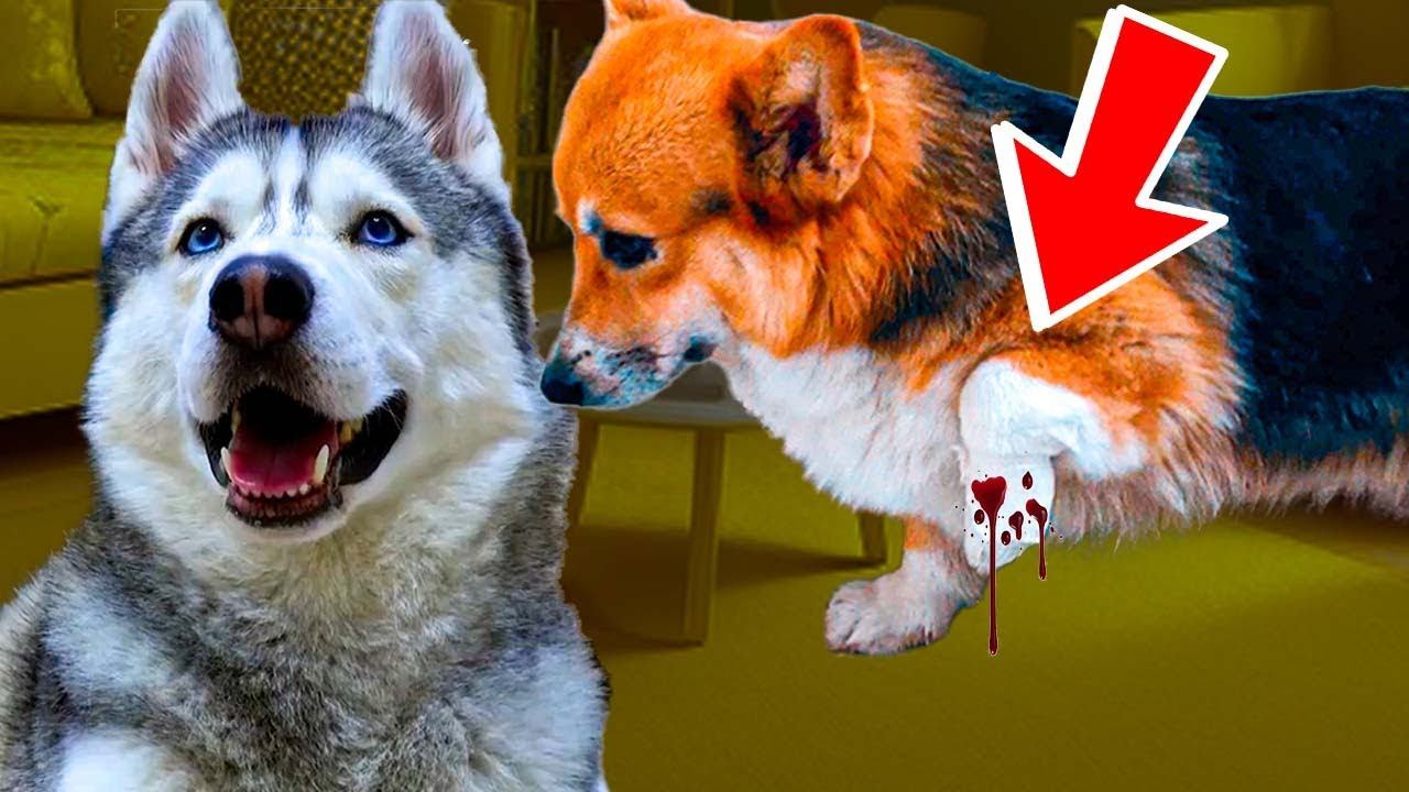 Корги КЕКС НАСТУПИЛ НА СТЕКЛО! РАЗРЕЗАЛО ДО КОСТИ!! (Хаски Бандит) Говорящая собака смотреть онлайн