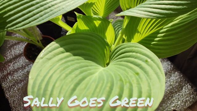 Хосты от Fransen Hostas... зимой в горшках на подоконнике... через месяц после посадки....#hosta#