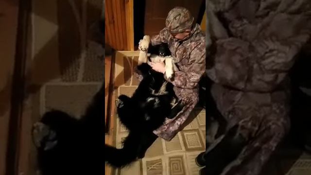 Восточносибирская лайка и пьяный хозяин смотреть онлайн