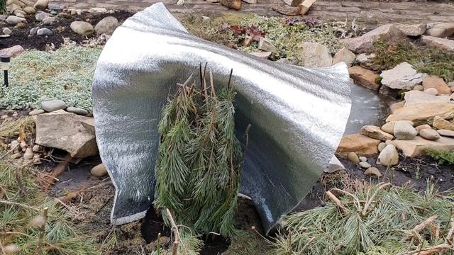 Гортензия. ?️?Срочно снимаем укрытие ❗ Спасаем почки ❗ смотреть онлайн