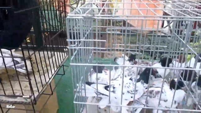 Кентау. Клуб голубеводов любителей Туркестанской области АҚ КӨГЕРШІН КЕНТАУ. 28 октября 2023 года. смотреть онлайн