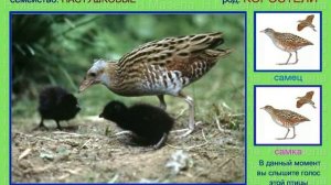 Коростель. Дергач. Голоса птиц