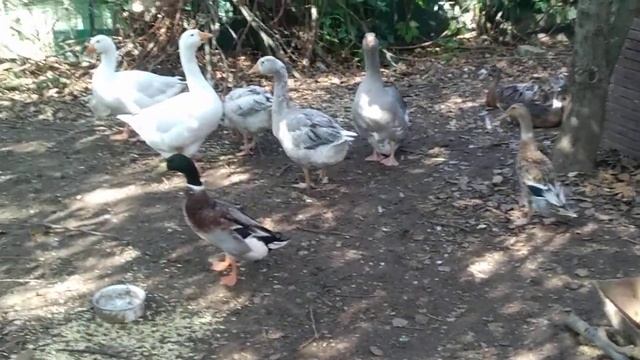 Индоутки, камерунский козел и храбрый бегун смотреть онлайн