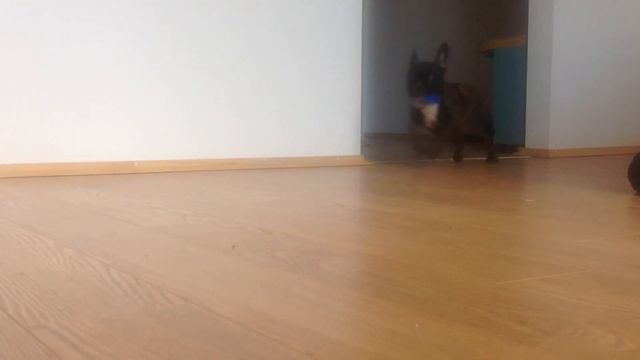 Французский бульдог смотреть онлайн