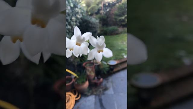 Orchid - Odontoglossum Pulchellum.