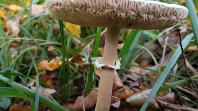 Лепиота | Жизнь на Юге смотреть онлайн