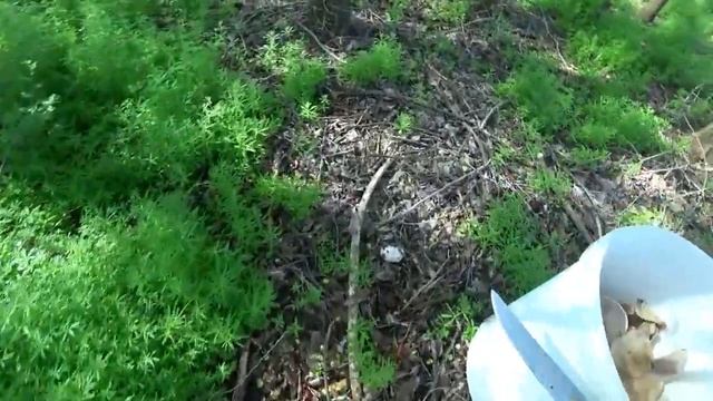 Собираем гриб синеножку, Казахстан, Тараз 2021. Черепах больше чем грибов, смотреть онлайн