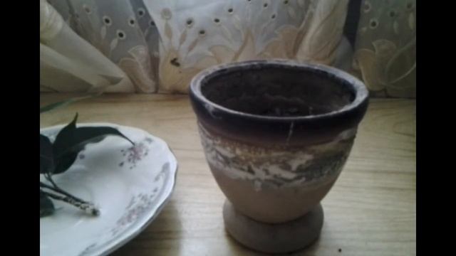 Как просто размножить ФИКУС Бенджамина смотреть онлайн