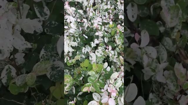 брейния снежная видео смотреть онлайн