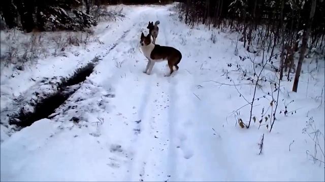 Злые собачки и пистолет Сталкер М906 смотреть онлайн
