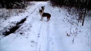 Злые собачки и пистолет Сталкер М906