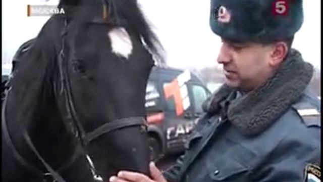 ЛОШАДЬ БЕГАЕТ ПО ДОРОГЕ смотреть онлайн