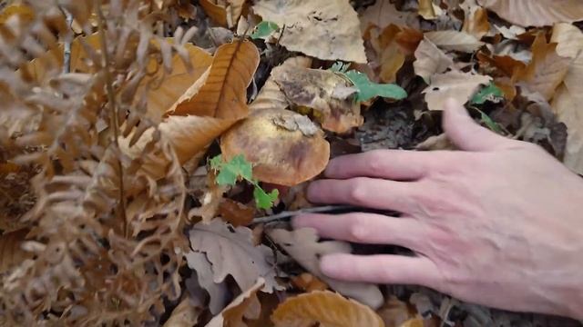 Chasseur De Champignons (2022)