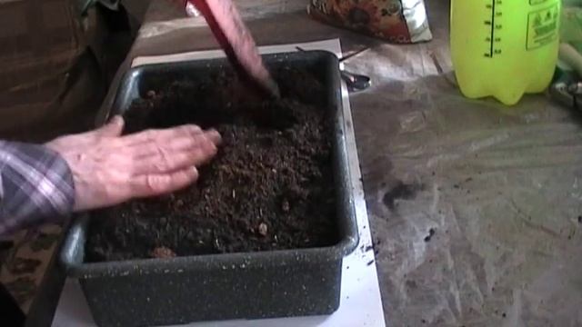 Выращивание ялтинского лука смотреть онлайн