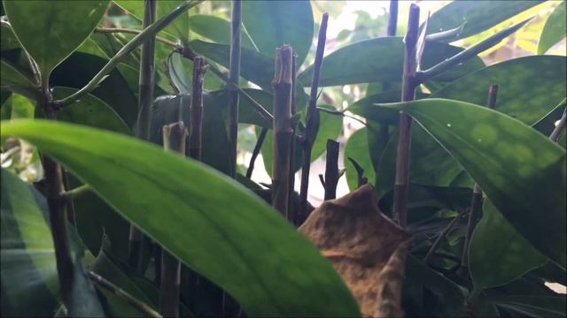 dracaena surculosa смотреть онлайн
