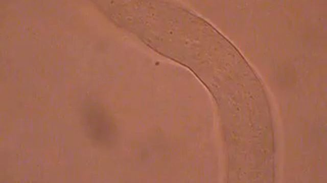 Движение цитоплазмы в пыльцевой трубке проращенного пыльцевого зерна Hippeastrum Sp.