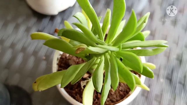 Succulent : Types & Basic Requirements смотреть онлайн