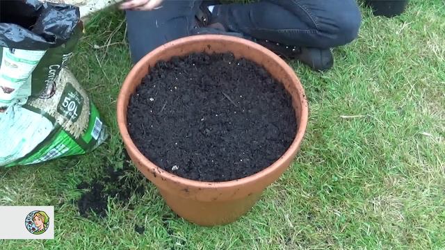 How to plant Calla Lilies (bulbs) - FarmerGracy.co.uk смотреть онлайн