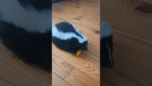 My Pet Skunk Loves Peppers смотреть онлайн