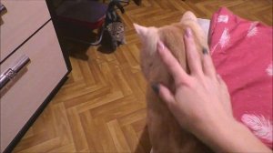 Взяли КОТЕНКА. Первый день котенка с котом. Как подружить? Знакомство часть 1