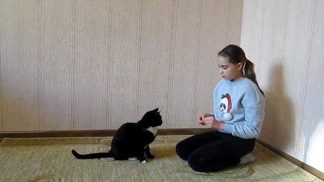 Дрессировка кота Команды «суслик» и «дай лапу» смотреть онлайн