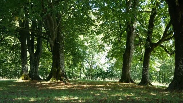 КРАСИВАЯ успокаювающая нервы МУЗЫКА.релакс (лес пение птиц). смотреть онлайн