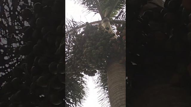 The Foxtail Palm Tree #shortsfeeds#asmr смотреть онлайн