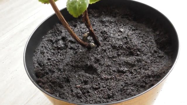 Чай или Камелия китайская (Camellia sinensis) в домашних условиях смотреть онлайн