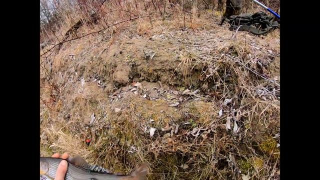 Р БЕЛЫЙ ИЮС В ПОИСКАХ ХАРИУСА БРАКОНЬЕРЫ ВСЕ ВЫЛОВИЛИ!!! ЗАЛОВИЛ КАБАНЧИКА! смотреть онлайн