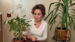 ПЕЛАРГОНИЯ: желтеют и сохнут листья